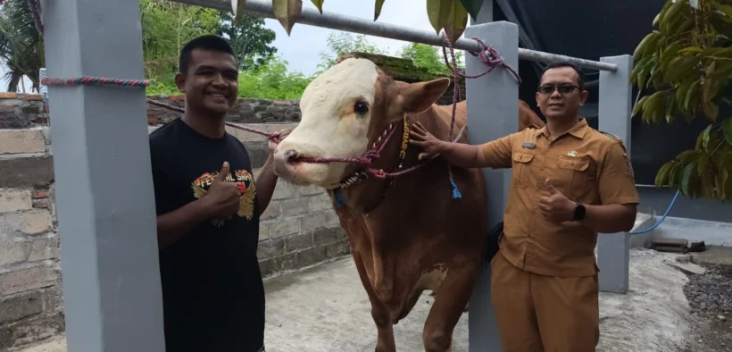 DKPP Kabupaten Jember Siapkan 108 tenaga kesehatan hewan (Nakeswan) untuk memantau kondisi sapi di Festival dan Expo Sapi Jawa Timur 2025.