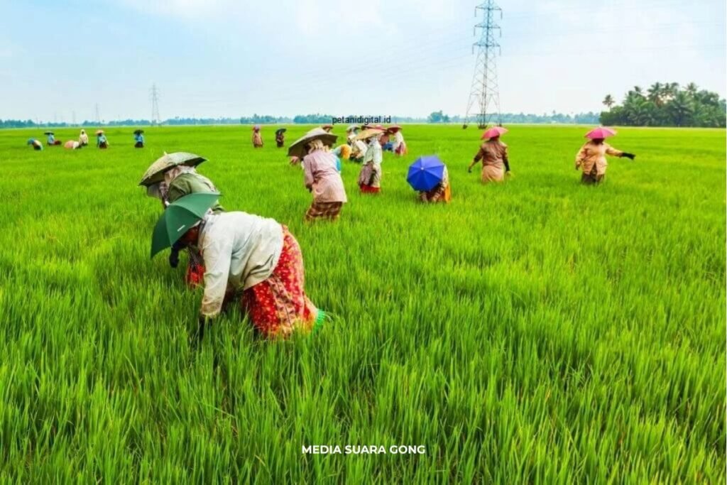 kenaikan harga gabah Jombang