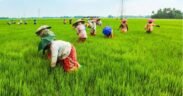 kenaikan harga gabah Jombang