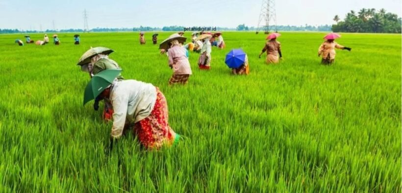 kenaikan harga gabah Jombang