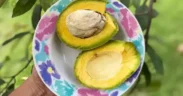 Alpukat Wonosalam tengah naik daun dan menjadi primadona baru yang menarik perhatian banyak petani di Kabupaten Jombang