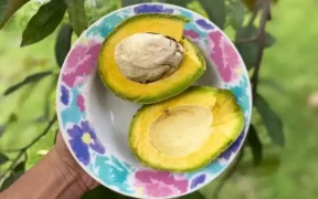 Alpukat Wonosalam tengah naik daun dan menjadi primadona baru yang menarik perhatian banyak petani di Kabupaten Jombang