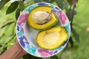 Alpukat Wonosalam Jadi Primadona Baru Pertanian Jombang