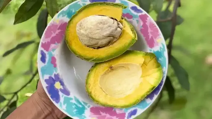 Alpukat Wonosalam tengah naik daun dan menjadi primadona baru yang menarik perhatian banyak petani di Kabupaten Jombang
