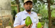 Alpukat di Wonosalam
