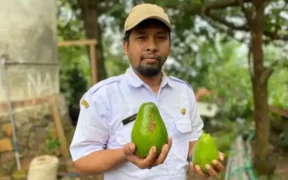 Alpukat di Wonosalam