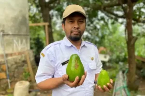 Sambirejo, Sentra Alpukat Terbesar di Wonosalam Jadi Ikon Baru Des