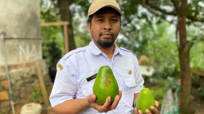 Alpukat di Wonosalam