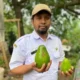 Alpukat di Wonosalam