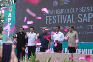 Festival Sapi Bupati Jember Cup Season 2 Jadi Magnet Warga