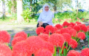 Gubernur Khofifah Kagumi Pesona Bunga Desember, Flora Langka Kebanggaan Bondowoso