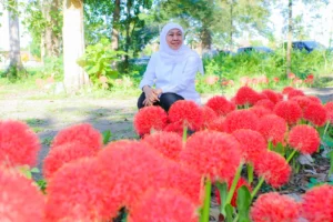 Khofifah Kagumi Pesona Bunga Desember Kebanggaan Bondowoso