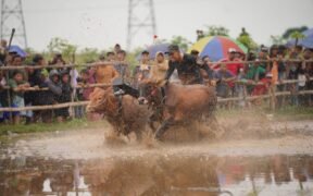 Kerapan Sapi Brujul Probolinggo Memukau Ribuan Penonton