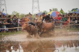 Kerapan Sapi Brujul Probolinggo Memukau Ribuan Penonton