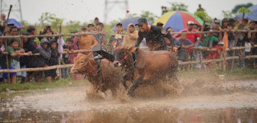 Kerapan Sapi Brujul Probolinggo Memukau Ribuan Penonton