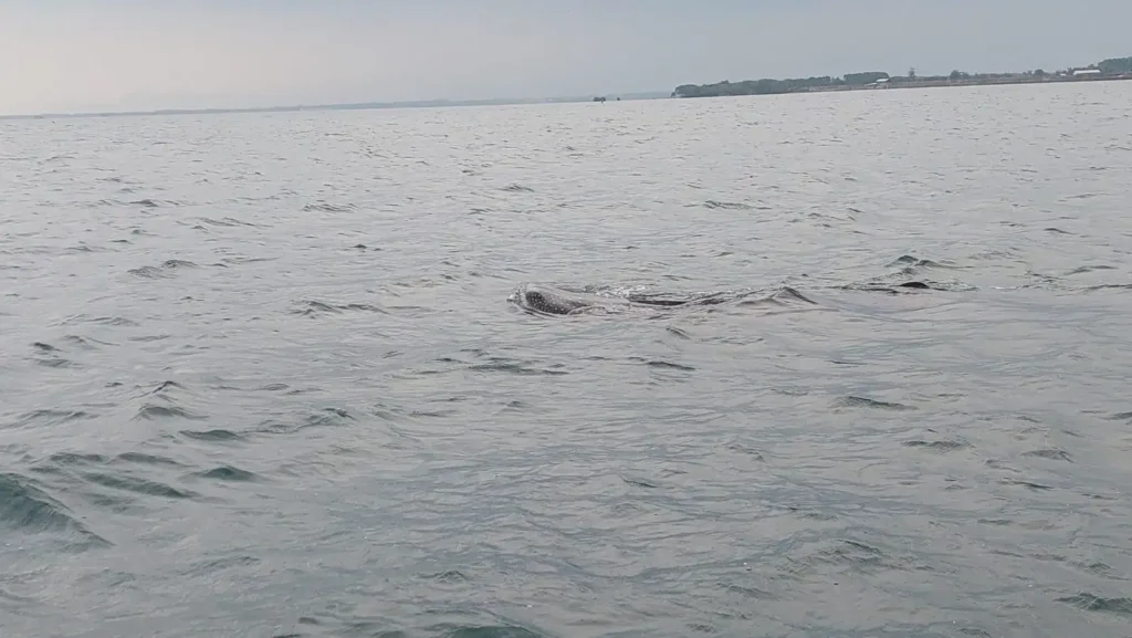 Fenomena hiu tutul kembali muncul di perairan Probolinggo dan membludakkan wisatawan The Bentar Beach, Kapal Wisata Penuh Pengunjun
