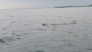 Hiu Tutul Serbu Perairan Probolinggo, Kapal Wisata Penuh Pengunjung