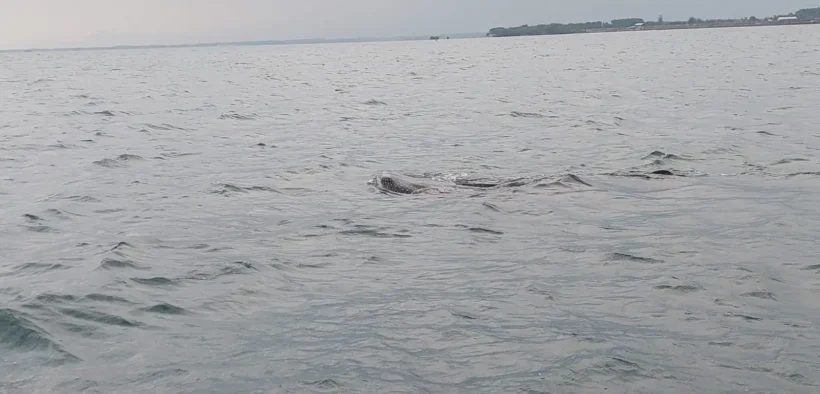 Fenomena hiu tutul kembali muncul di perairan Probolinggo dan membludakkan wisatawan The Bentar Beach, Kapal Wisata Penuh Pengunjun