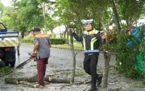 Satlantas Polres Malang lakukan aksi pencegahan kecelakaan dengan memangkas ranting pohon di sepanjang Jalan Jalibar, Kepanjen