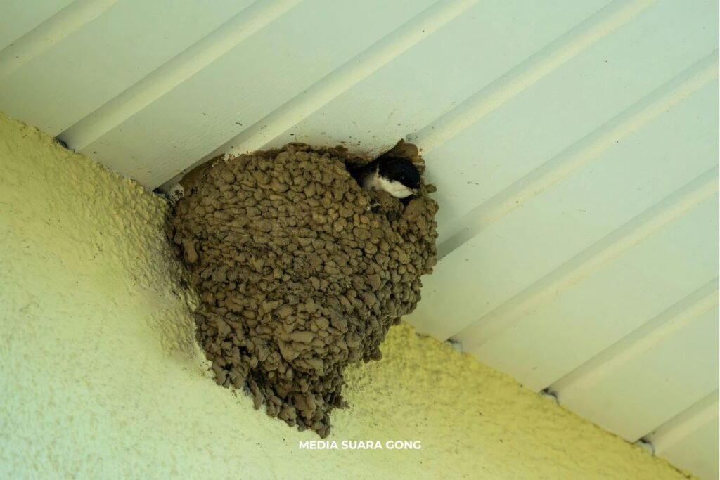 IPO sarang burung walet