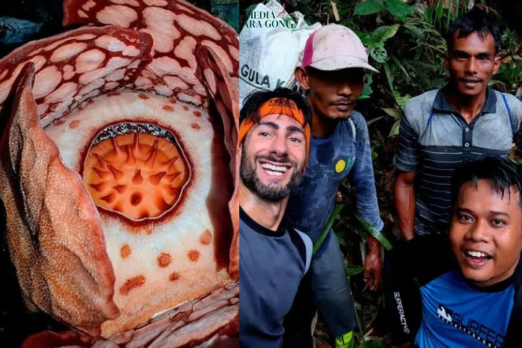 Penemuan bunga langka Rafflesia hasseltii di Sijunjung, Sumatera Barat, memantik perdebatan panas di dunia maya.
