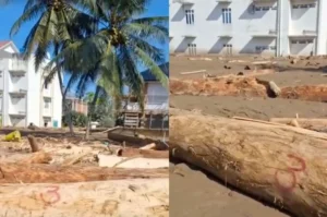 Viral Nomor di Batang Pohon Terbawa Banjir Aceh