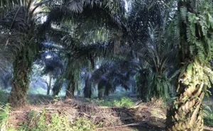 Satgas PKH Targetkan Kuasai Kembali 4 Juta Hektar Hutan Ilegal