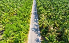 Penelitian dari berbagai lembaga lingkungan menunjukkan bahwa kebun sawit tidak bisa menggantikan fungsi ekologis hutan yang Kompleks