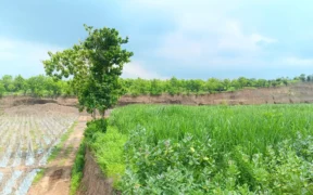 CV Lintang Timur Situbondo memanfaatkan lahan tandus bekas tambang menjadi lahan pertanian produktif dengan berbagai tanaman dan melibatkan warga sekitar.