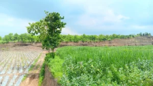 CV Lintang Timur Situbondo Sulap Lahan Tandus Jadi Pertanian Produktif