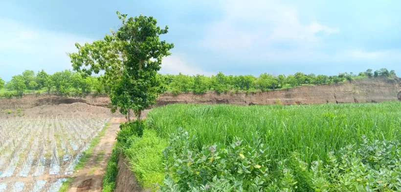 CV Lintang Timur Situbondo memanfaatkan lahan tandus bekas tambang menjadi lahan pertanian produktif dengan berbagai tanaman dan melibatkan warga sekitar.