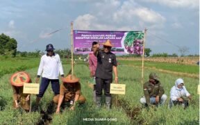 panen bawang merah Probolinggo