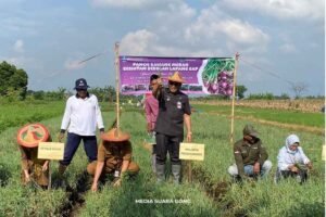 Panen Bawang Merah Probolinggo Tembus 20,9 Ton per Hektare