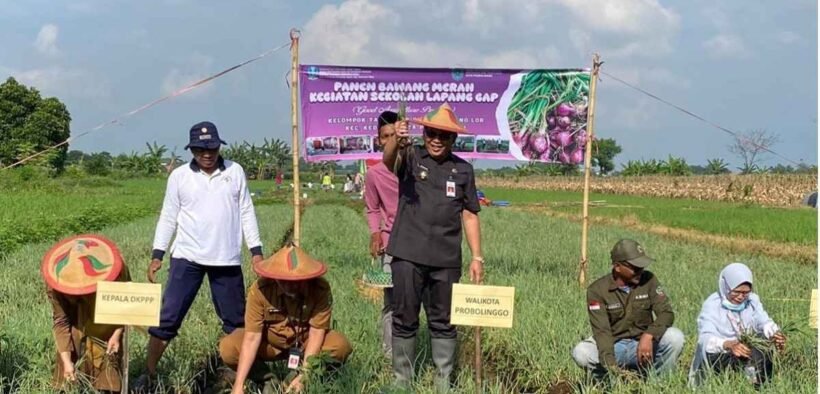 panen bawang merah Probolinggo