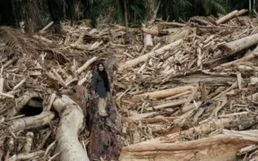 Kejaksaan Agung Republik Indonesia mengungkapkan telah melakukan klarifikasi terhadap 27 perusahaan diduga terkait dengan Banjir Sumatra