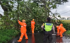 Akses Jalan Raya Melaten, Kecamatan Kepanjen, Kabupaten Malang, sempat terganggu akibat dua pohon tumbang menutup akses jalan