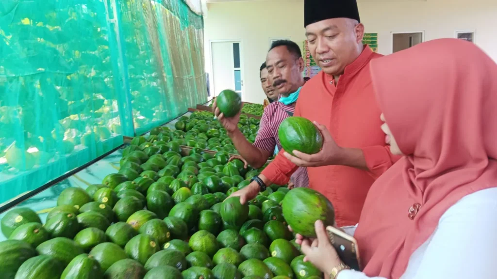 Bupati Situbondo Yusuf Rio Wahyu Prayogo berkunjung ke Agrowisata Sampean Green Farm (SGF) di Desa Kotakan, Kecamatan Situbondo