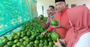 Bupati Situbondo Yusuf Rio Wahyu Prayogo berkunjung ke Agrowisata Sampean Green Farm (SGF) di Desa Kotakan, Kecamatan Situbondo