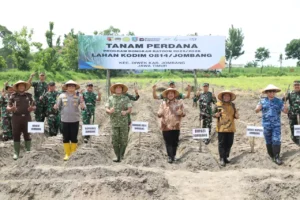 Tanam Tebu Perdana di Jombang, Program Bongkar Ratoon Digaspol