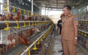 Desa Sumbercenteng Kabupaten Probolinggo tancap gas di 2026 lewat program ayam petelur untuk ketahanan pangan dan peningkatan PADes.