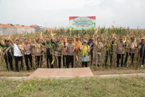 Jagung Melimpah! Kota Probolinggo Tancap Gas Ketahanan Pangan 2026