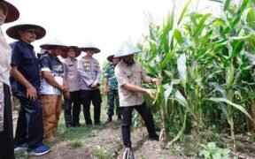 Pemerintah Kota Batu turut ambil bagian dalam Panen Raya Jagung Serentak Kuartal I secara nasional yang menjadi bagian dari program Swasembada Pangan 2026.