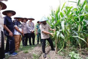 Dari Desa Pendem, Pemkot Batu Ikuti Panen Jagung Serentak Nasional