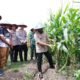 Pemerintah Kota Batu turut ambil bagian dalam Panen Raya Jagung Serentak Kuartal I secara nasional yang menjadi bagian dari program Swasembada Pangan 2026.