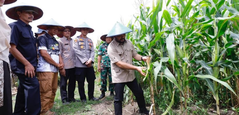 Pemerintah Kota Batu turut ambil bagian dalam Panen Raya Jagung Serentak Kuartal I secara nasional yang menjadi bagian dari program Swasembada Pangan 2026.