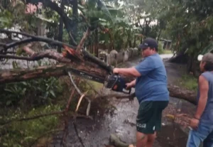 BPBD dan Damkar Probolinggo Bergerak Cepat Tangani Pohon Tumbang
