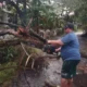 Cuaca ekstrem sebabkan pohon tumbang di sejumlah wilayah Probolinggo. BPBD dan Damkar bergerak cepat membuka akses jalan dan permukiman.