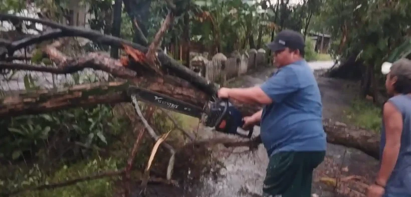 Cuaca ekstrem sebabkan pohon tumbang di sejumlah wilayah Probolinggo. BPBD dan Damkar bergerak cepat membuka akses jalan dan permukiman.