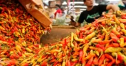 Cuaca Ekstrem Bikin Harga Cabai Jungkir Balik