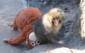 Punch monyet viral boneka